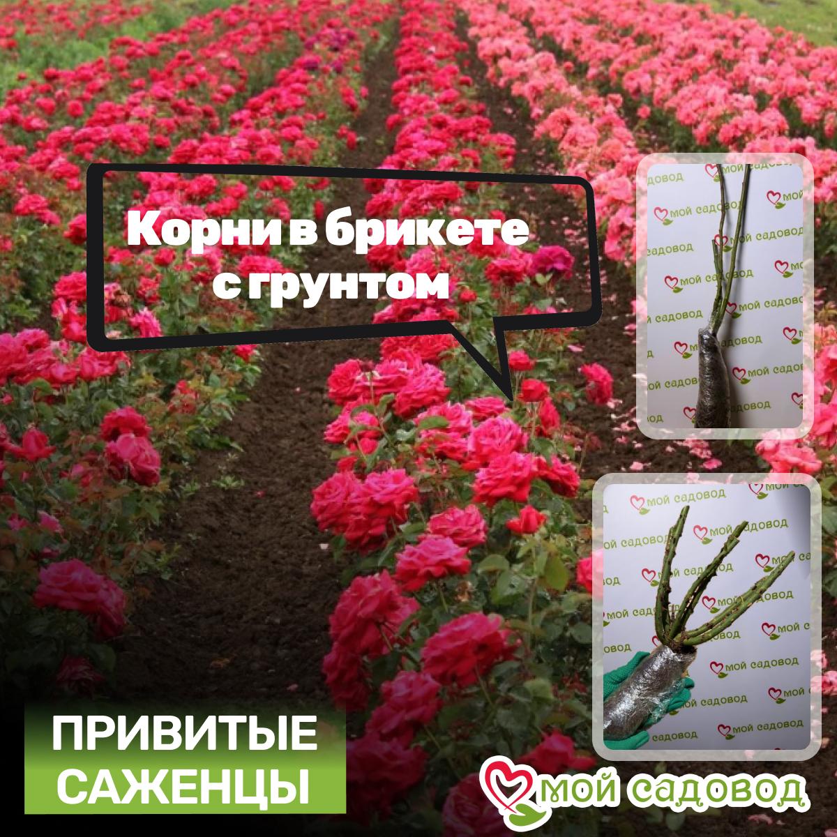 Роза Оранжес энд Лемонс