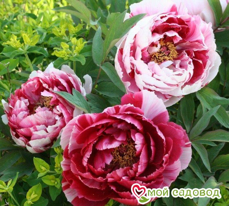 ПИОН ДРЕВОВИДНЫЙ ДВЕ СЕСТРЫ