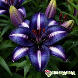 Лилия Золотой Час